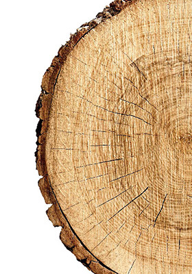 Leseni deblo s vidnimi letnicami in teksturo lubja.